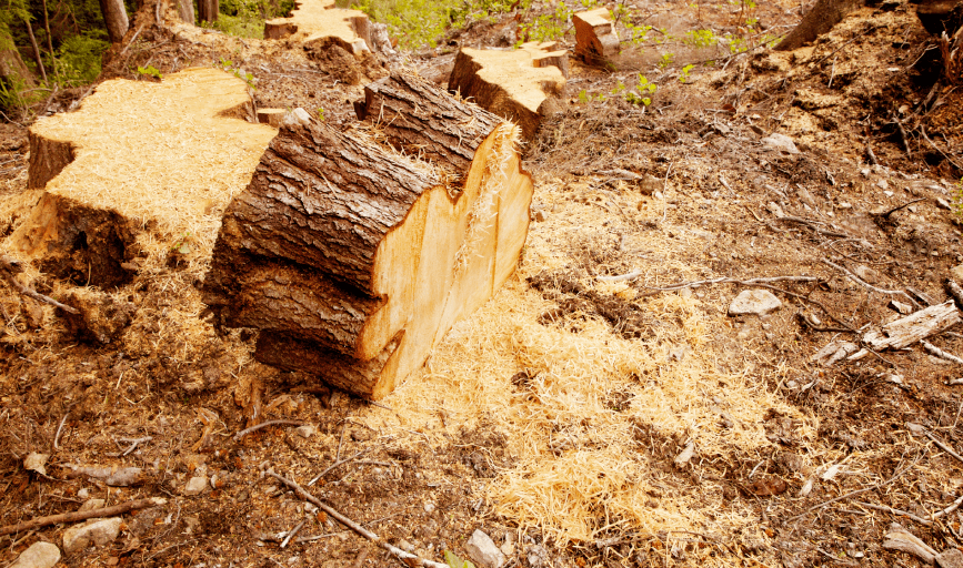 B&M Tree Services